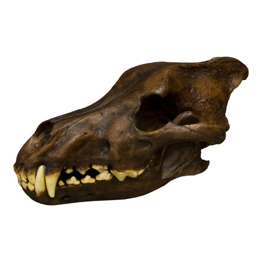 Replica Dire Wolf Skull