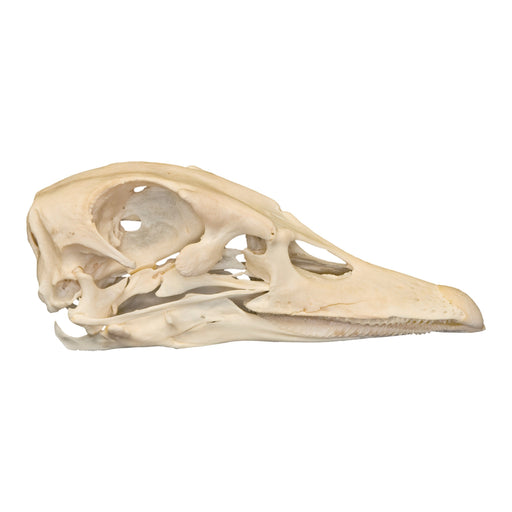 Real Domestic Duck Skull