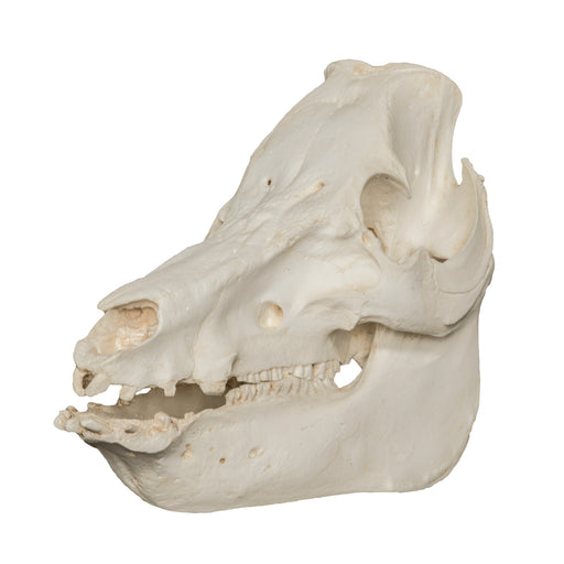 Replica Domestic Pig Skull