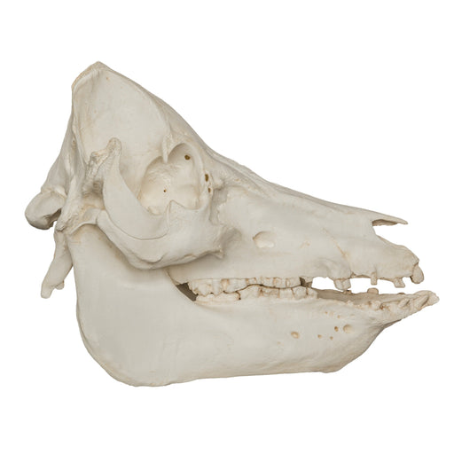 Replica Domestic Pig Skull