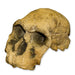 Replica KNM ER 1470 Skull