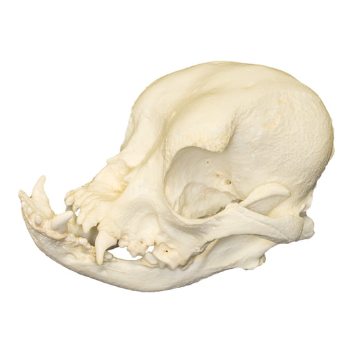 Replica English Bulldog Skull (Female)