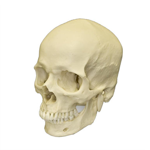 Replica Human Skull - European Male