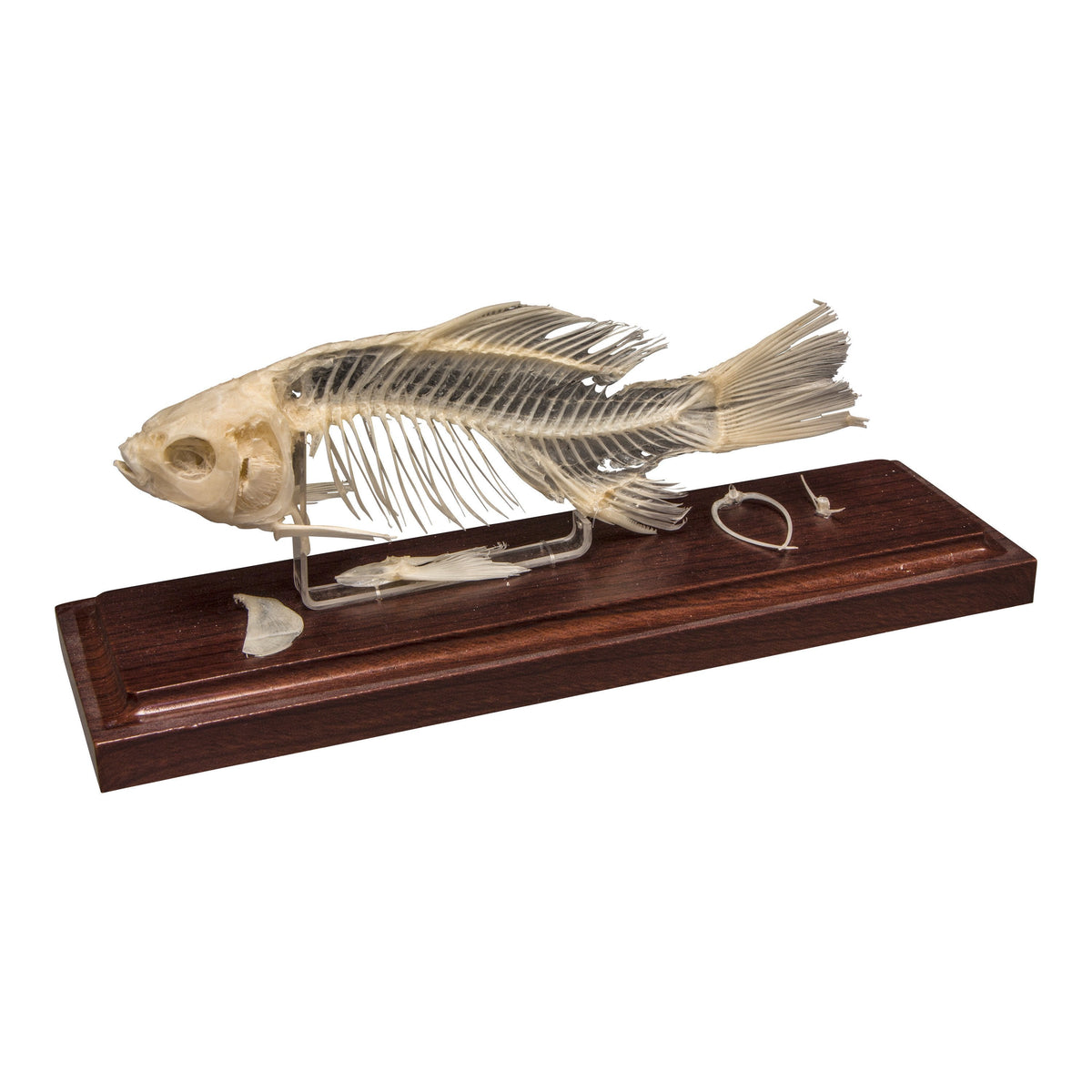 Real Fish Economy Skeleton For Sale — Skulls Unlimited
