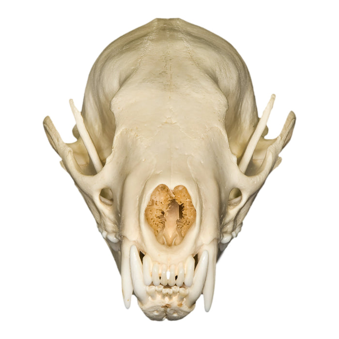 Real Fisher Skull