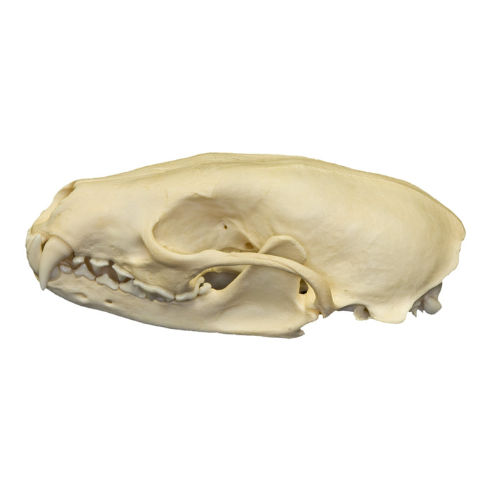 Real Fisher Skull