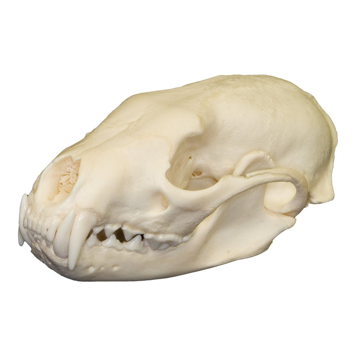 Real Fisher Skull