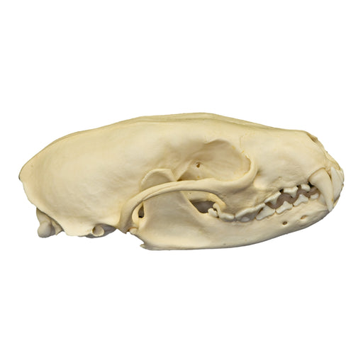 Real Fisher Skull