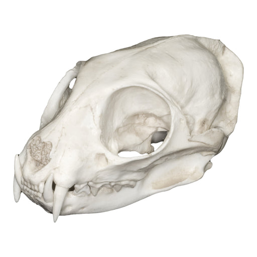 Replica Flat-headed Cat Skull