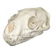 Replica Fossa Skull