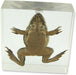 Real Frog in Acrylic Paperweight