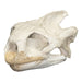 Replica Galapagos Tortoise Skull (14cm)