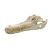 Replica False Gavial Skull (32 in.)