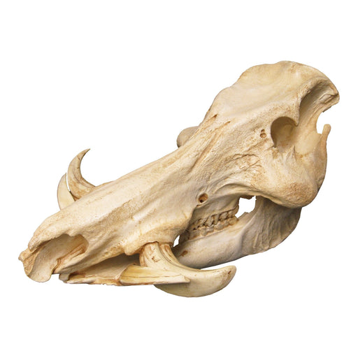 Replica Giant Forest Hog Skull