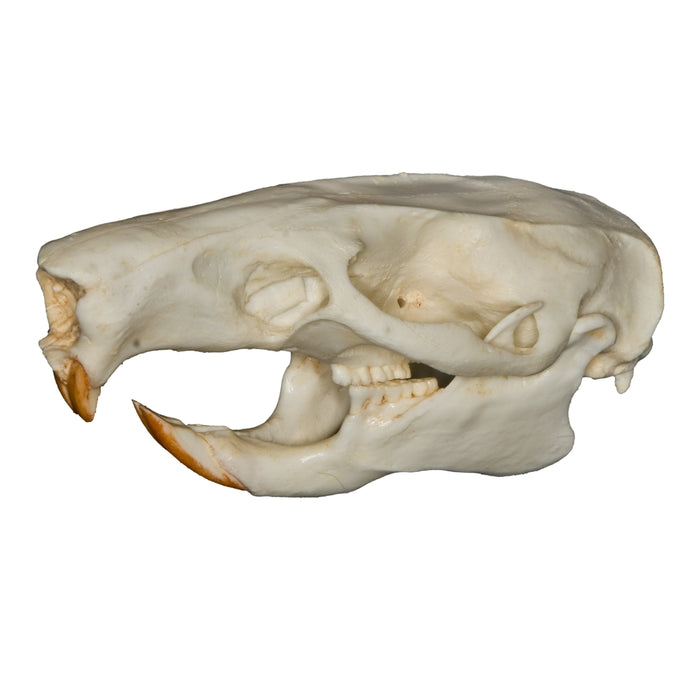 Replica Giant Pouched Rat Skull