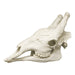 Replica Giraffe Skull