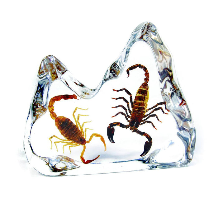 Real Acrylic Gold and Black and Scorpions Paperweight