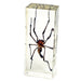 Real Golden Orb-Web Spider in Acrylic Paperweight