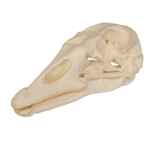 Replica Goose Skull