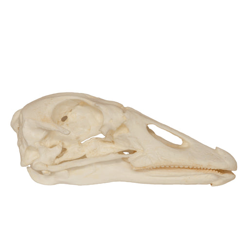 Replica Goose Skull