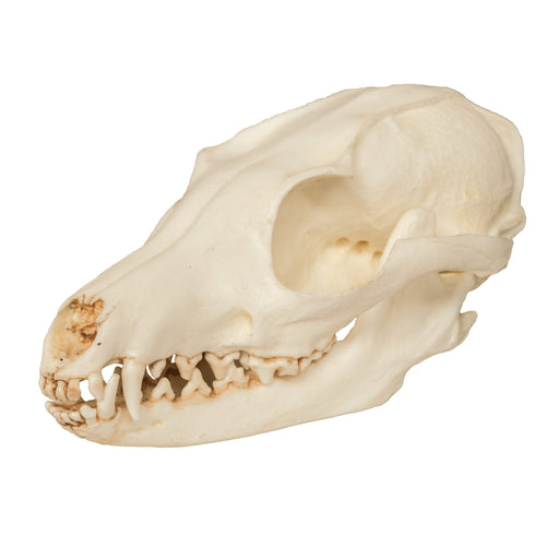 Replica Gray Fox Skull