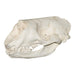 Replica Gray Seal Skull