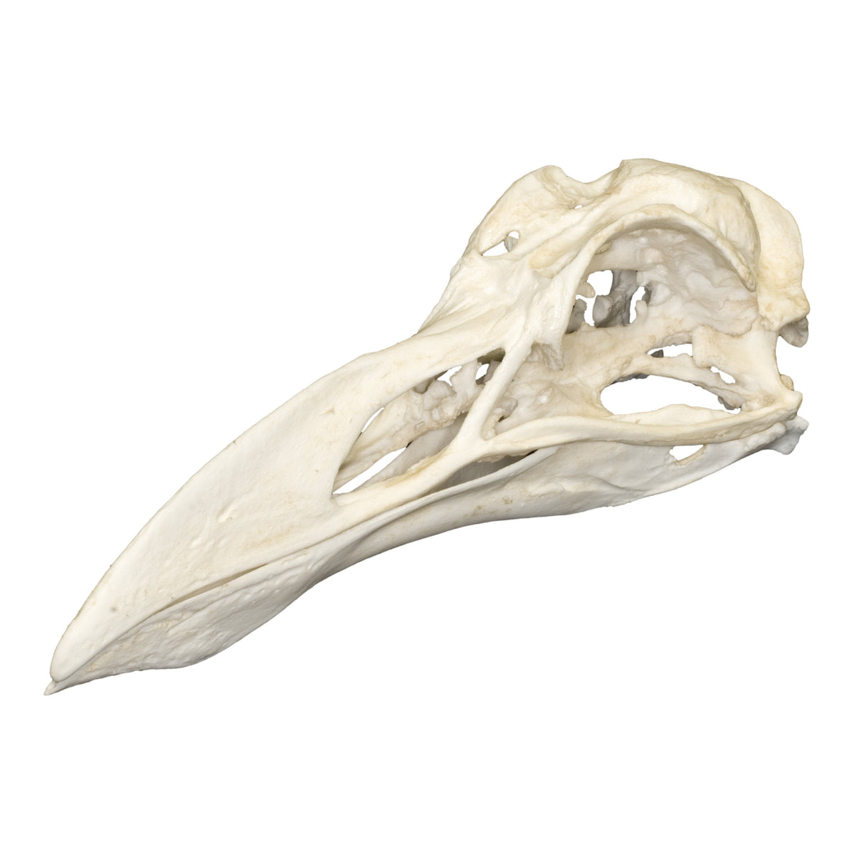 Replica Great Auk Skull For Sale — Skulls Unlimited International, Inc.