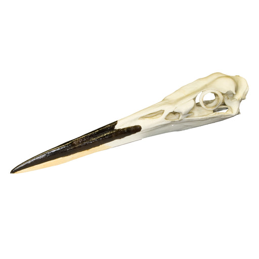 Replica Great Blue Heron Skull