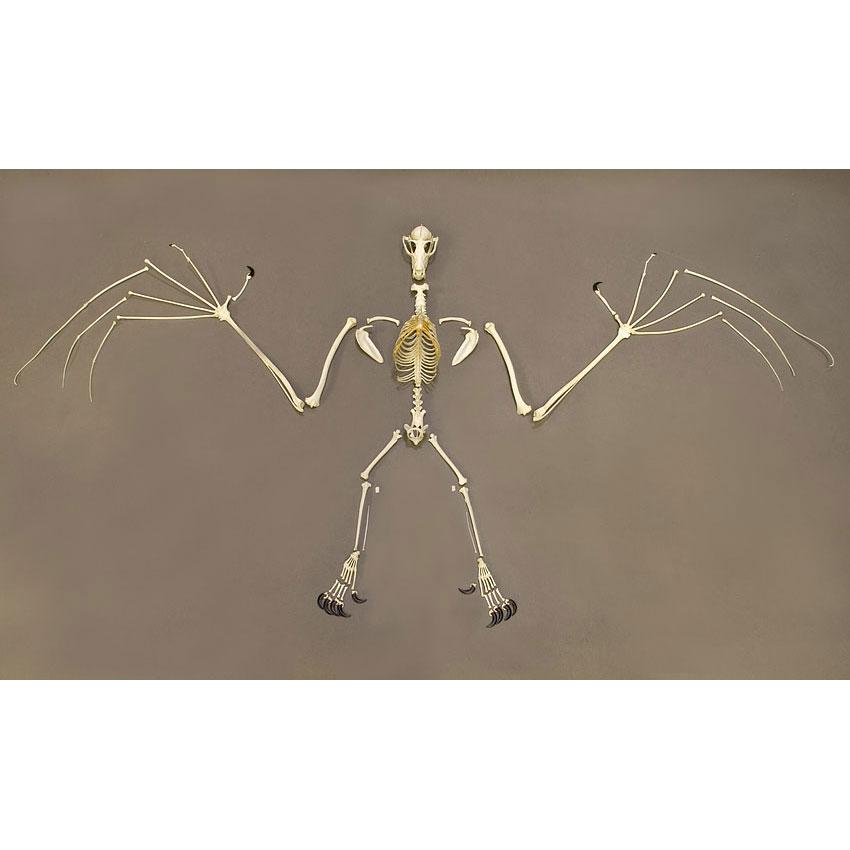 australian flying fox skeleton