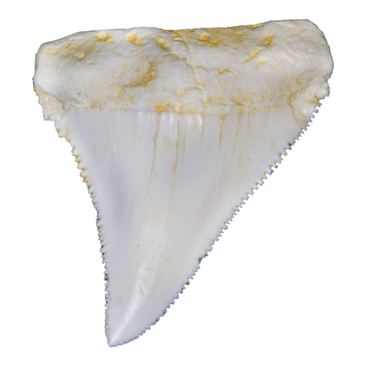 Replica Great White Shark Tooth For Sale — Skulls Unlimited International,  Inc.