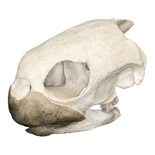 Replica Green Sea Turtle Skull