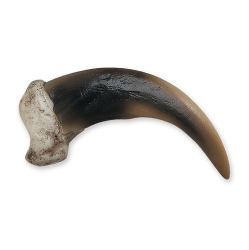 Replica Grizzly Bear Claw, Medium (8cm)