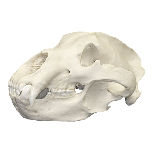 Replica Kodiak Grizzly Bear Skull