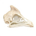 Real Helmeted Guineafowl Skull