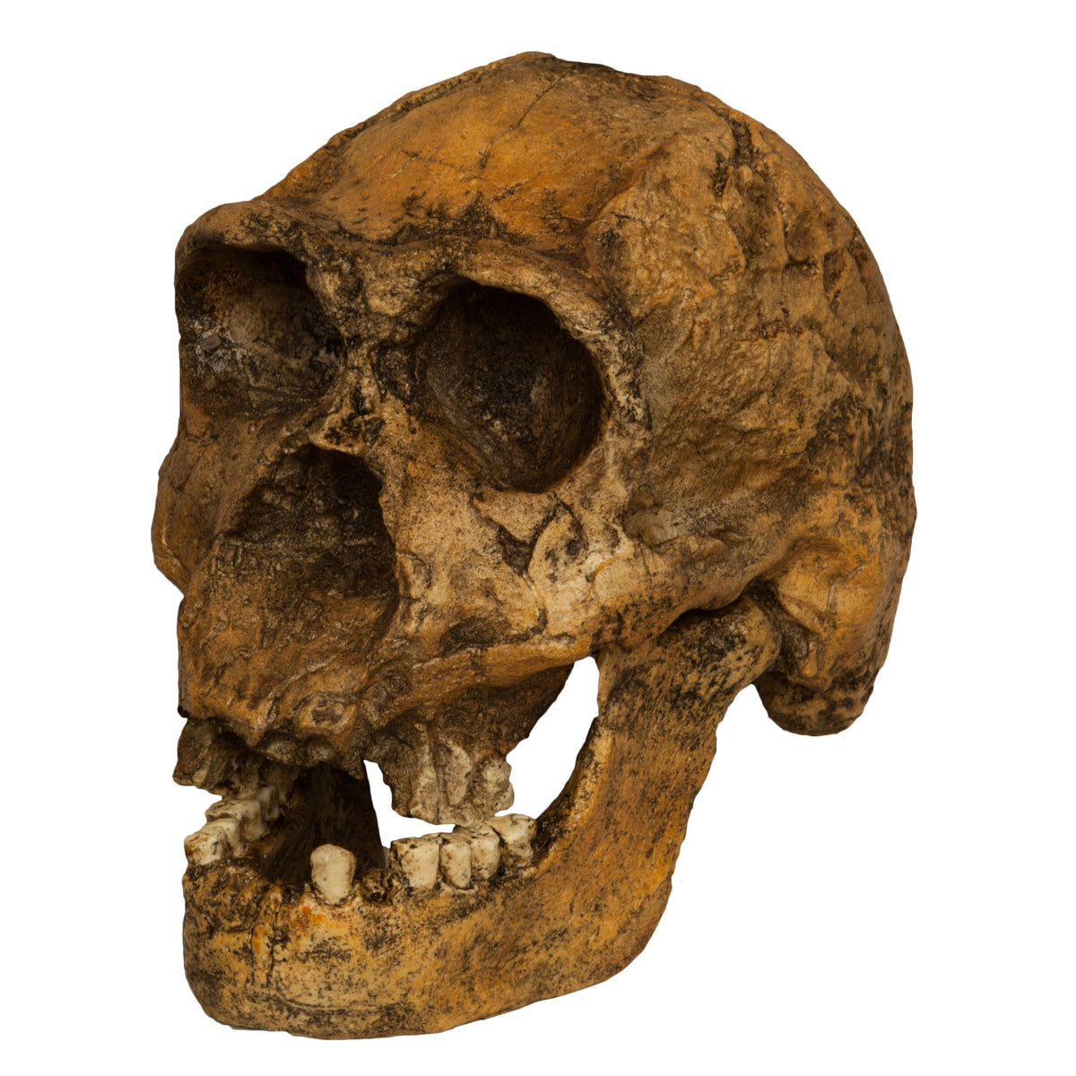 Replica HOMO ERGASTER KNM ER 3733 Skull For Sale — Skulls 