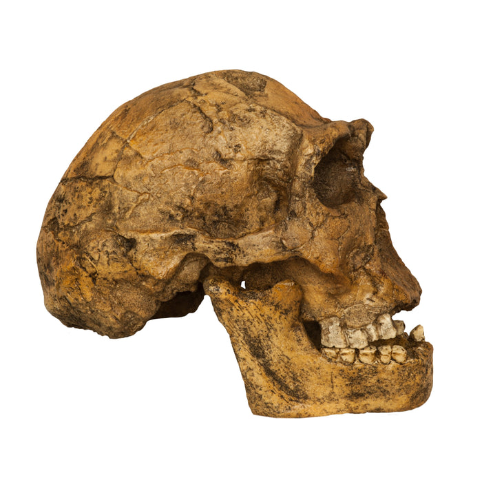 Replica Homo Ergaster KNM ER 3733 Skull