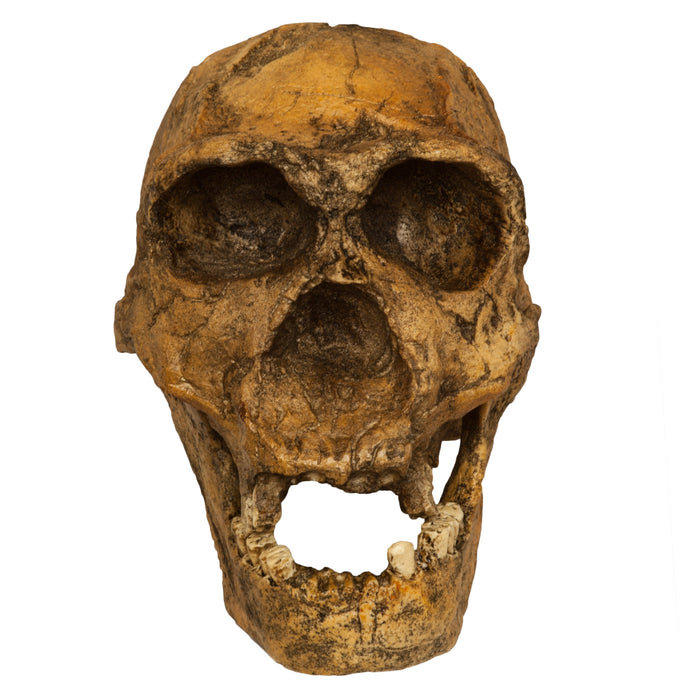 Replica Homo Ergaster KNM ER 3733 Skull