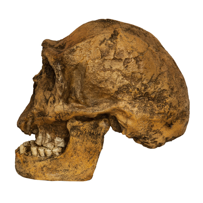 Replica HOMO ERGASTER KNM ER 3733 Skull For Sale — Skulls 
