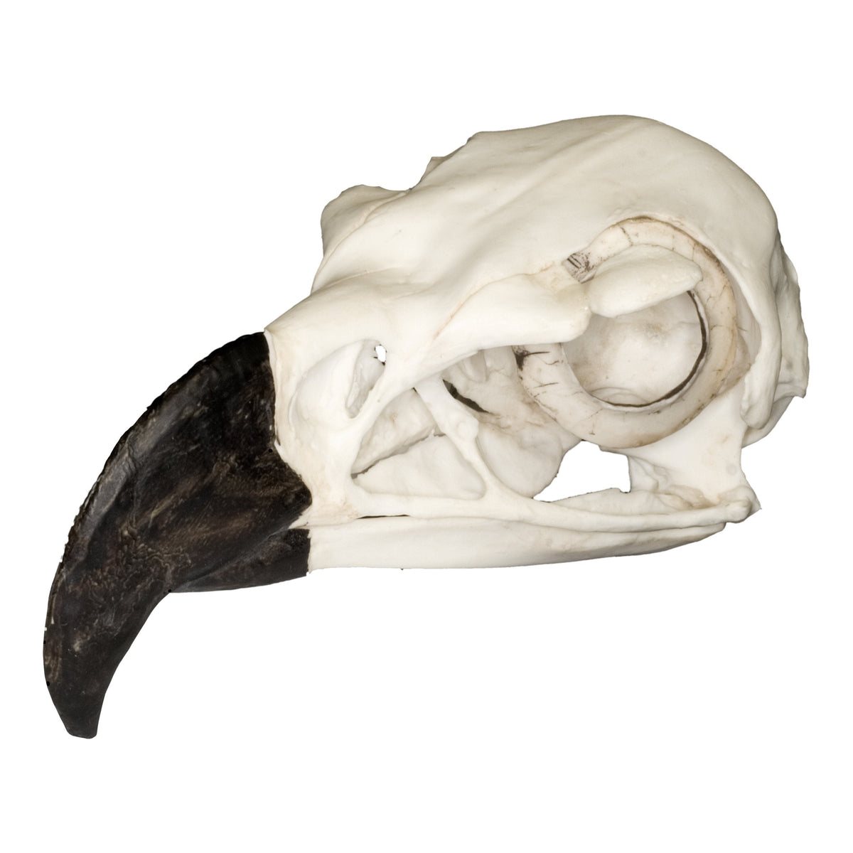 Replica Harpy Eagle Skull