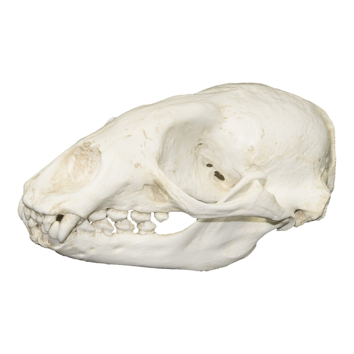 Replica Hawaiian Monk Seal Skull