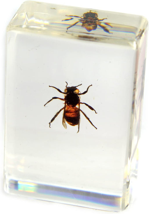 Real Honey Bee in Acrylic Paperweight (Small)