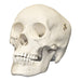 Replica Human Male Adolescent Skull with Calvarium Cut