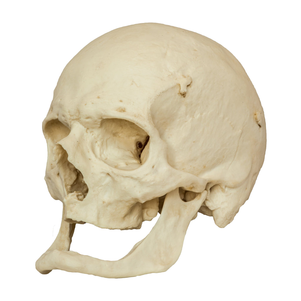 Replica Human Skull with Brain and Stand - Asian Male — Skulls Unlimited  International, Inc.