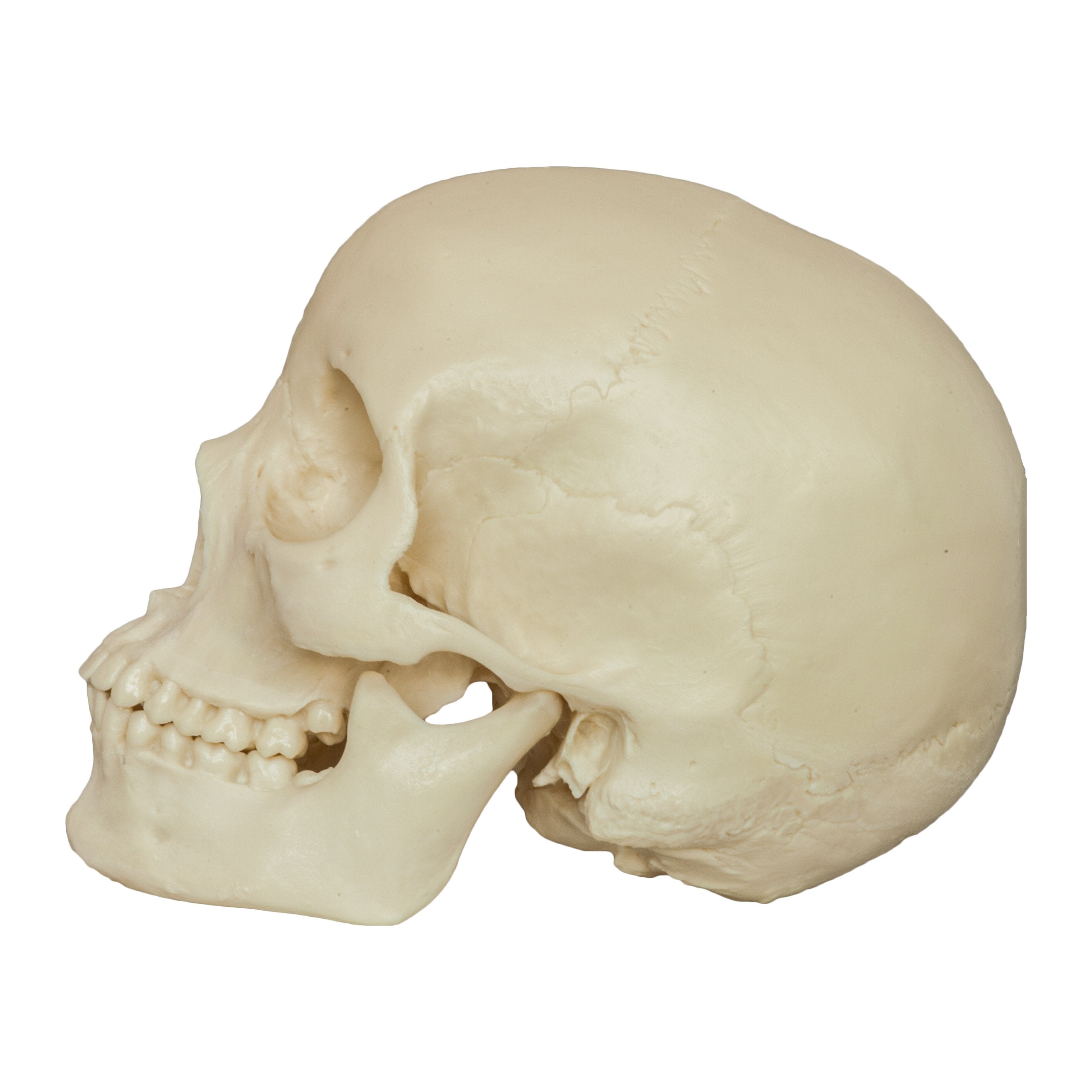 Replica Human Skull - European Female — Skulls Unlimited