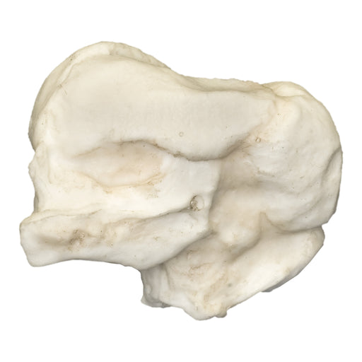 Replica Human Fetal Skull - 13 Weeks