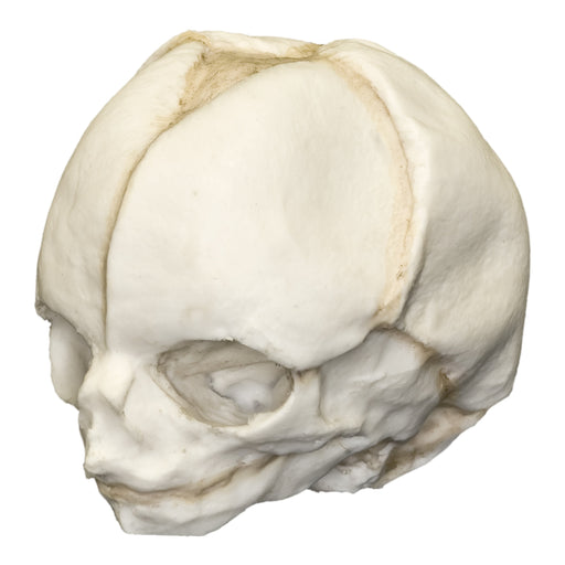 Replica Human Fetal Skull - 20 Weeks