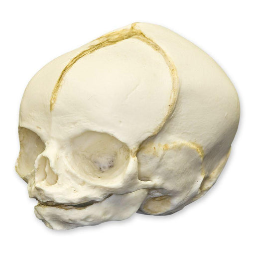 Replica Human Fetal Skull - 31 Weeks