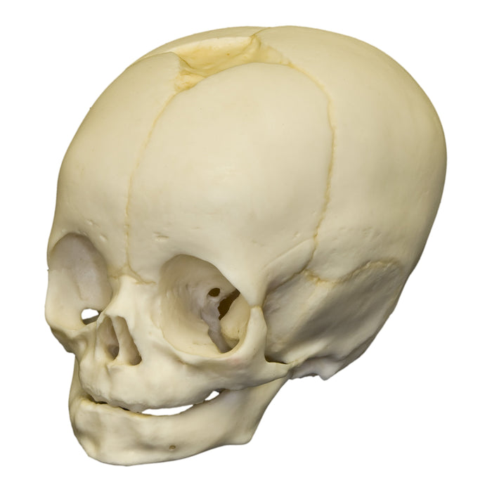 Replica 4-month-old Human Child Skull