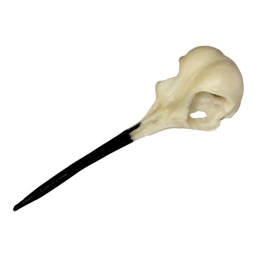 Replica Ruby-throated Hummingbird Skull