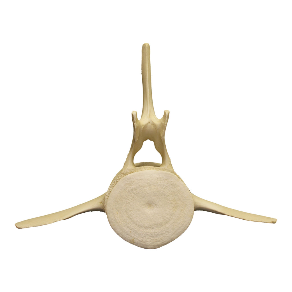 Whale bone vertebrae identification : r/bonecollecting